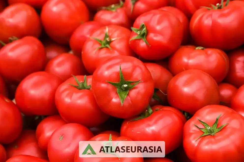 اسانس گوجه فرنگی